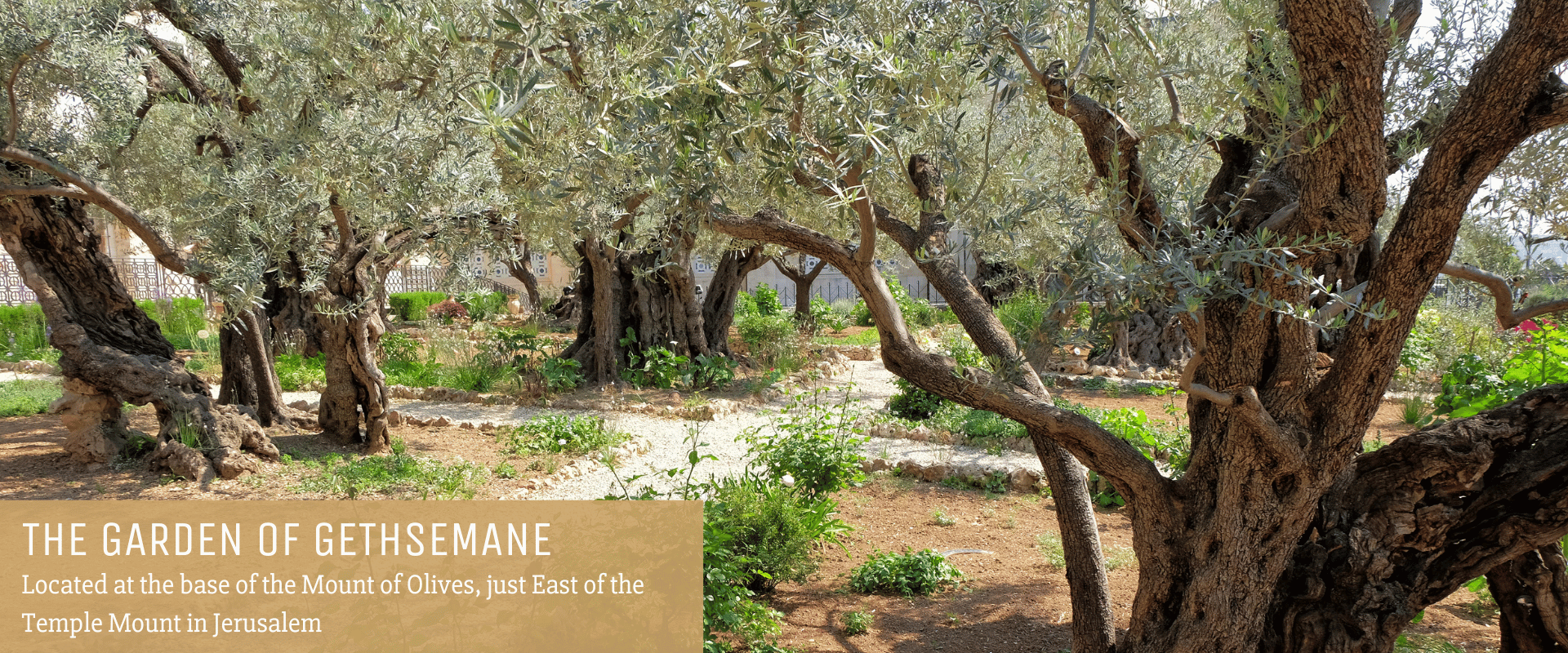 The Garden of Gethsemane - Place of Jesus Arrest - Located at the Base of the Mount of Olives just East of the Temple Mount in Jerusalem