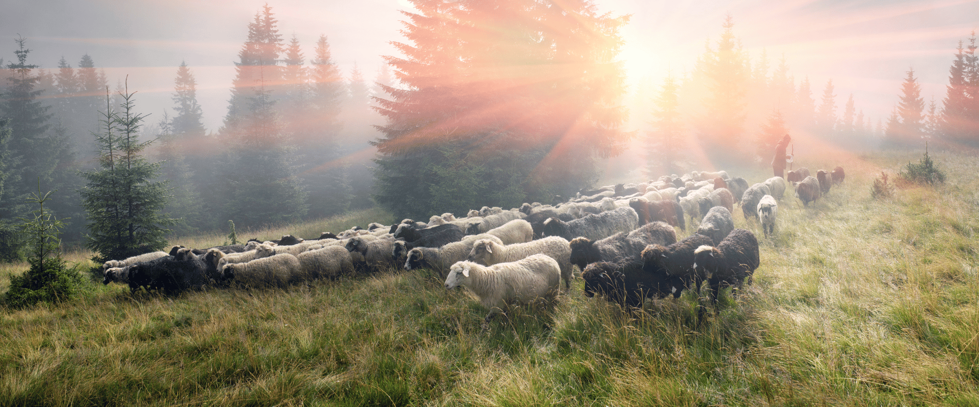 Why isn’t the shepherd of hermas in the Bible